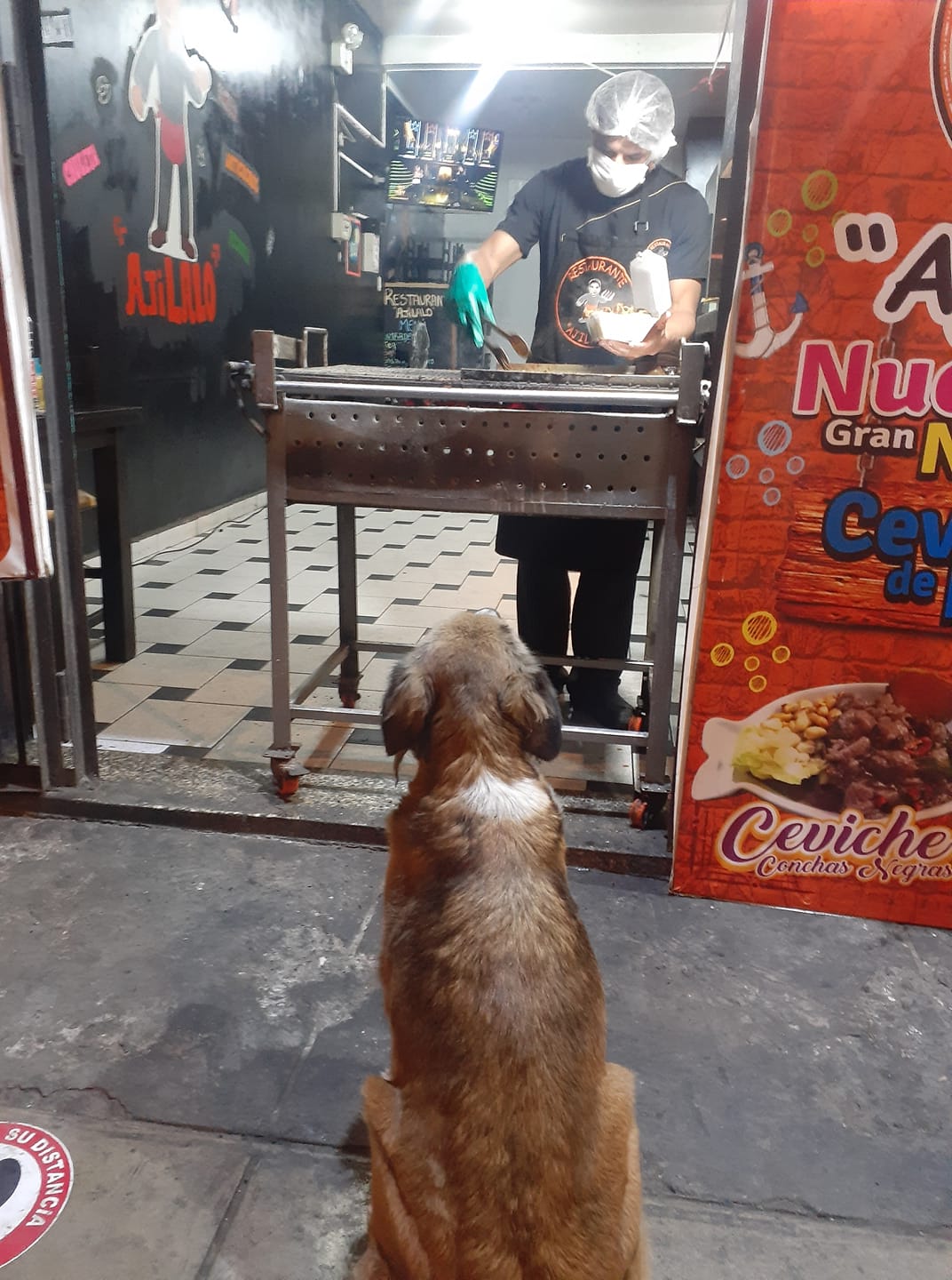 Illustration de l'article : Un restaurateur aide les chiens errants en leur préparant des repas gratuits
